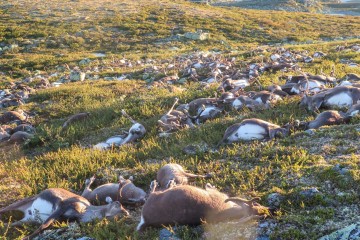 Over 200 dead reindeer found on Norway's Arctic Svalbard